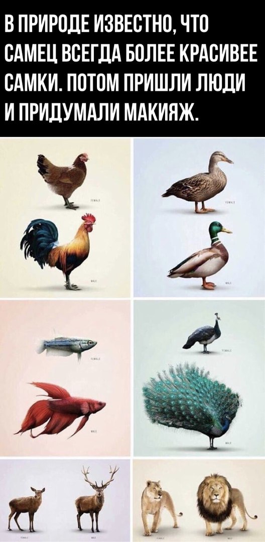 Субботняя вакханалия с большой дозой идиотизма