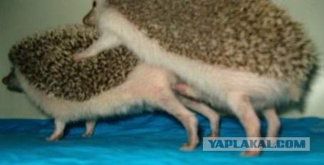 Люди, которые могли бы давать мастер-классы по умению страдать фигней