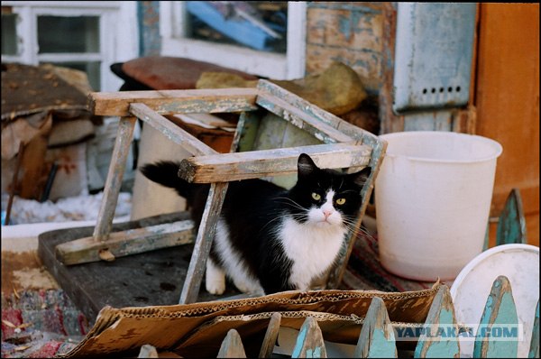 Котовторник (13.01)