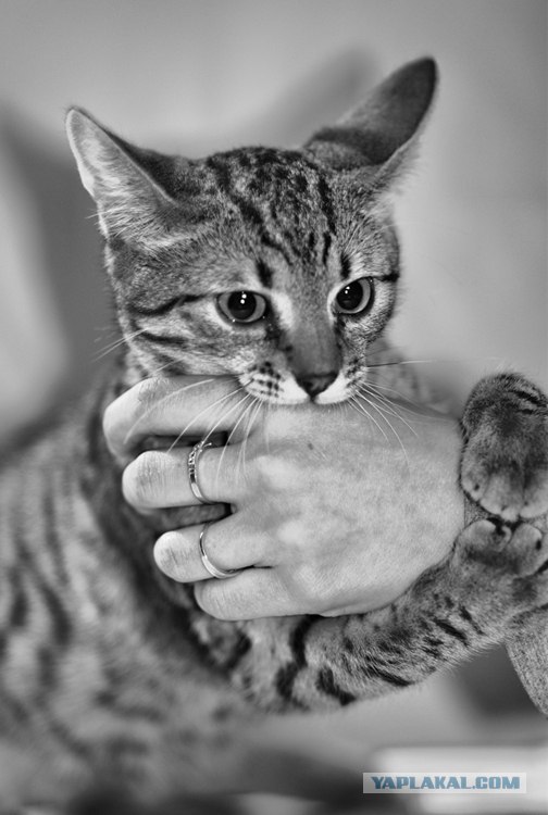 Котовторник ужасов (36 фот)