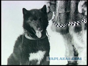 Киногерои на четырёх лапах