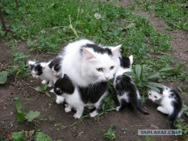Котовторник, для любителей кошек