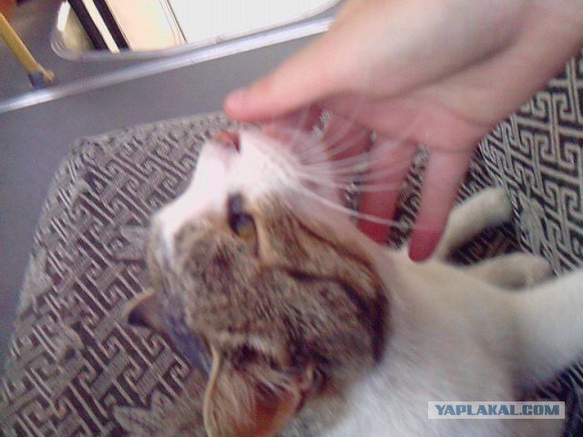 Профессиональный котовторник