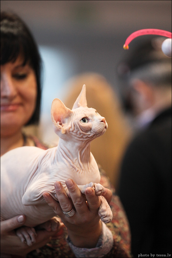 Котовторник! 08.11.11