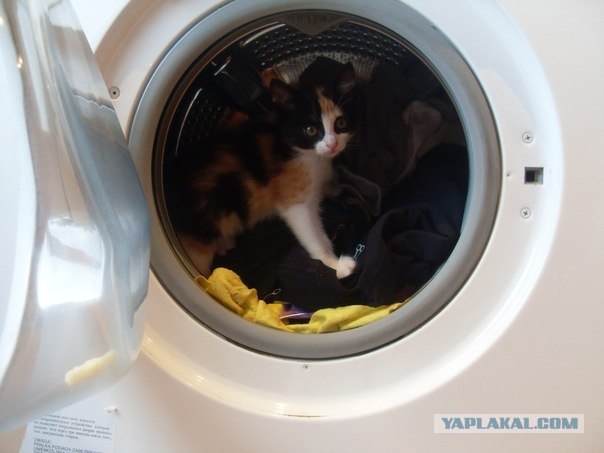 Котовторник 22.11.11