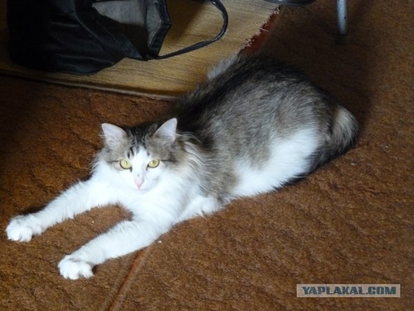 Котовторник 07.08.2012