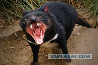 Детеныши "Фаерфокса" и тасманийских дьяволов