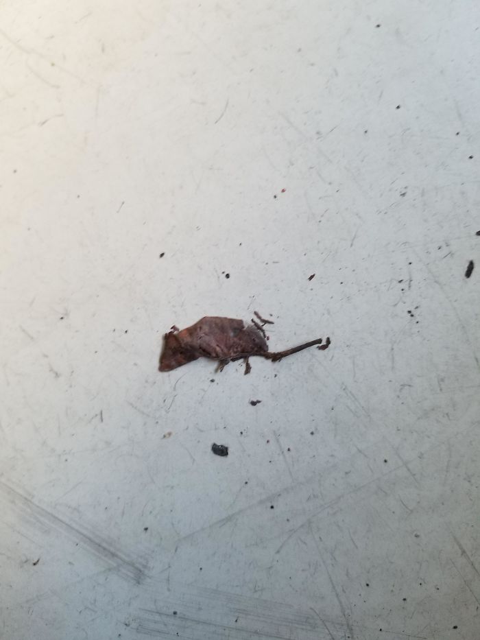 Сколько воняет дохлая мышь. Сколько воняет дохлая мышь. Мышиный запах от ребенка. Сколько воняет дохлая мышь. Чем пахнут мыши.