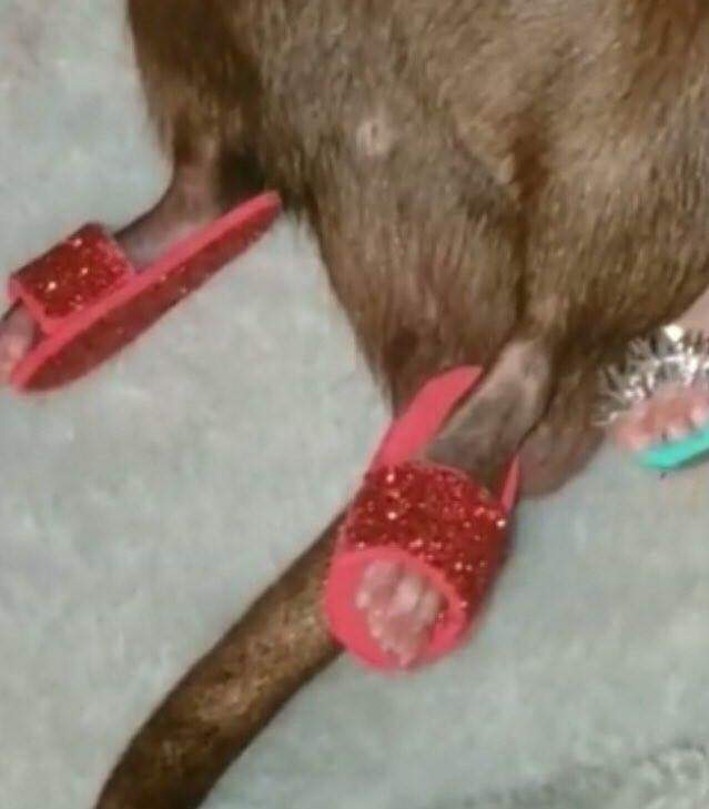 Живность из сети