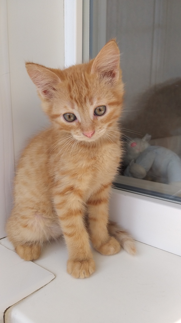 Забавные фото котеек