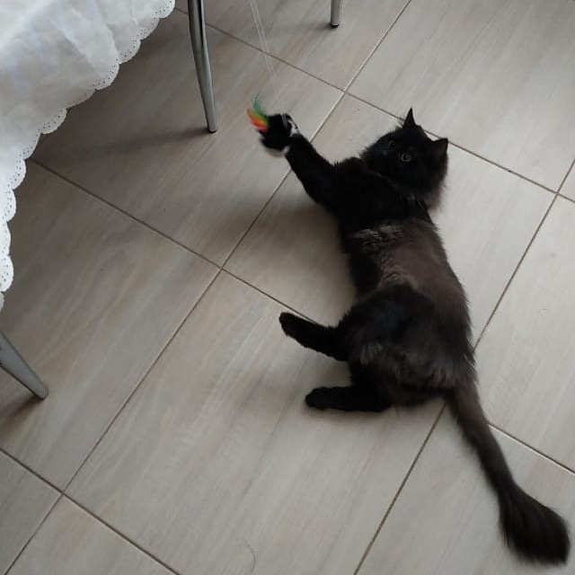 Эти забавные животные