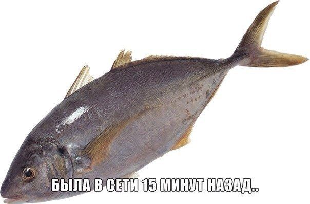 Фотки и картинки: юморные и красивые, забавные и милые 09.10.20