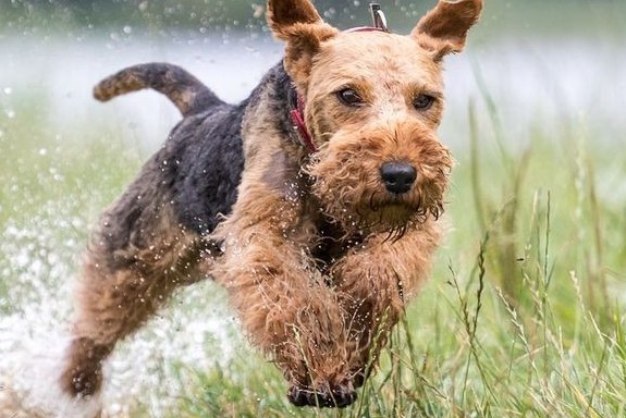 В Севастополе доберман набросился на хозяйку приюта бродячих собак, он покусал женщину и случайного прохожего