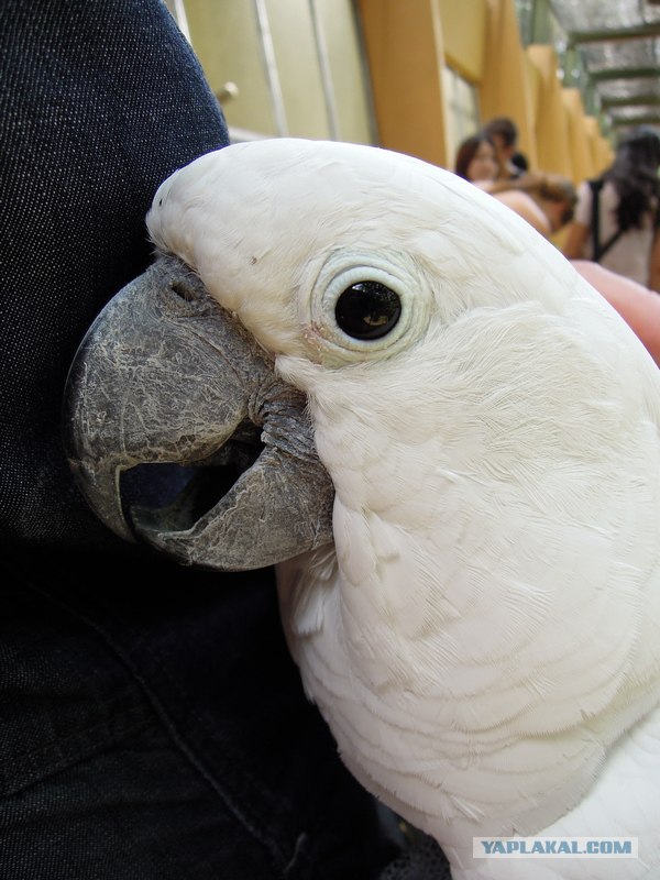 Попугай любит массаж