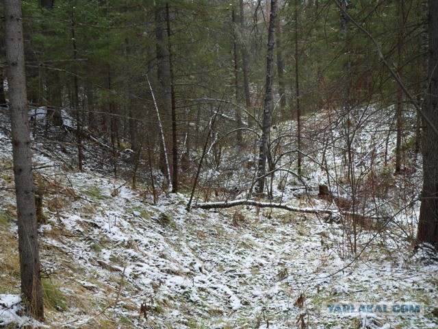 В США показали робопса-снайпера