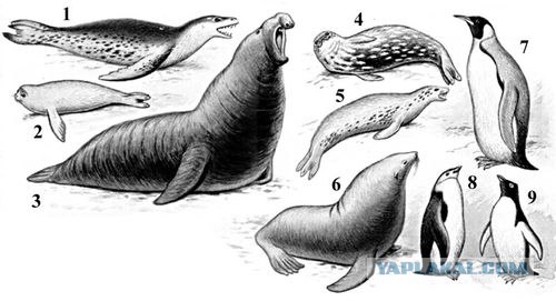 Остров Маккуори (14 фото)