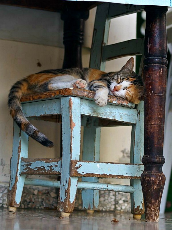 "Мой" котовторник