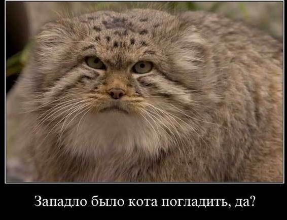 Манул "Снежинка" выпрашивает вкусняшки