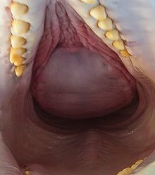 Как мы кормили белуху