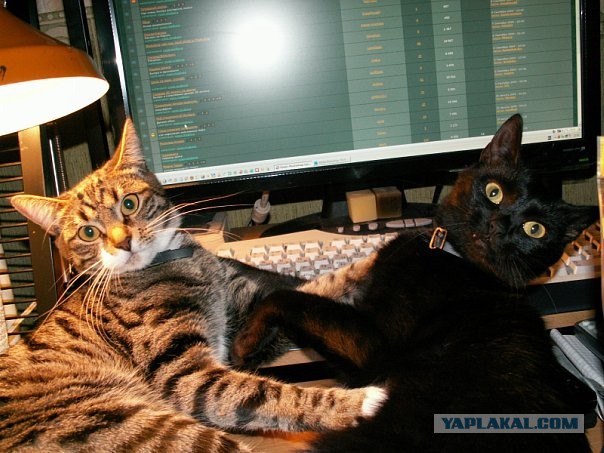 Котовторник  07.05.2013