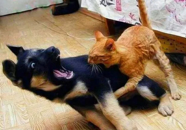 Котенок по имени "Гав"