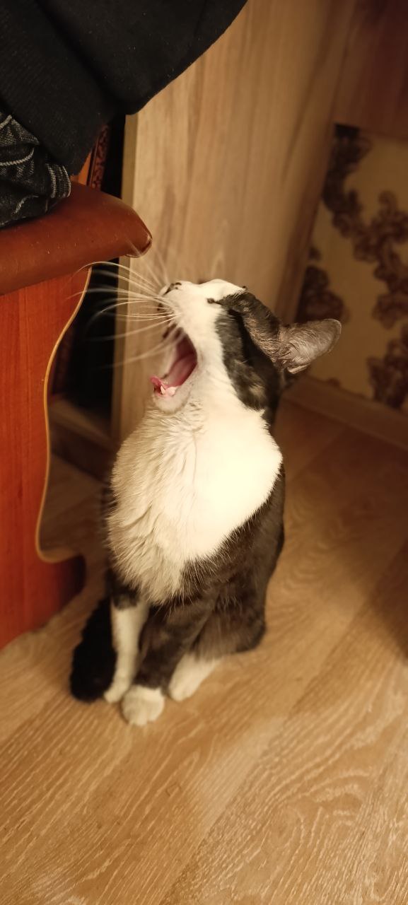 Котовторник