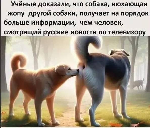 Картинки для деградации 166 (разной степени свежести)