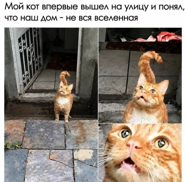 Картинки для деградации 251 (разной степени свежести)
