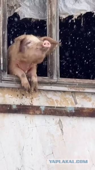 Нацживотные европейских стран.