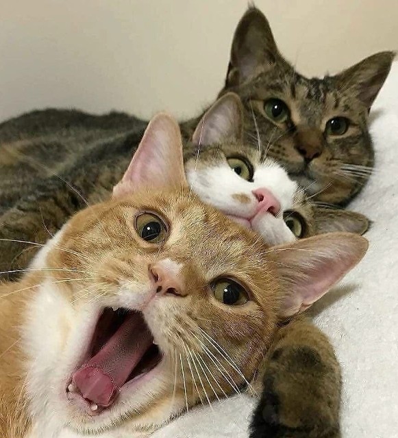 Котовторник. Бог пришёл