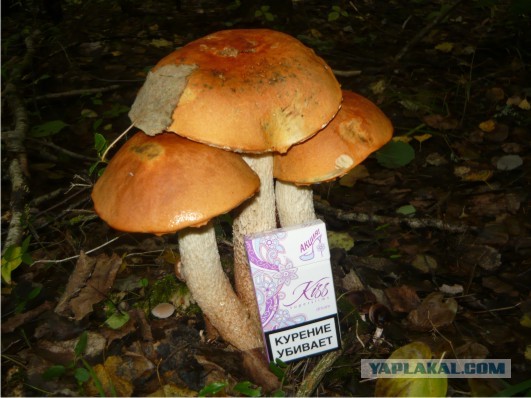 За грибами