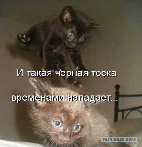 Черный волк