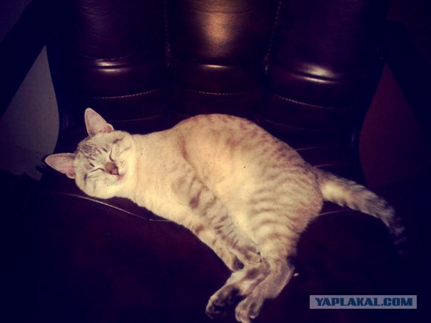 Заехал на мойку - нашел себе милые заботы