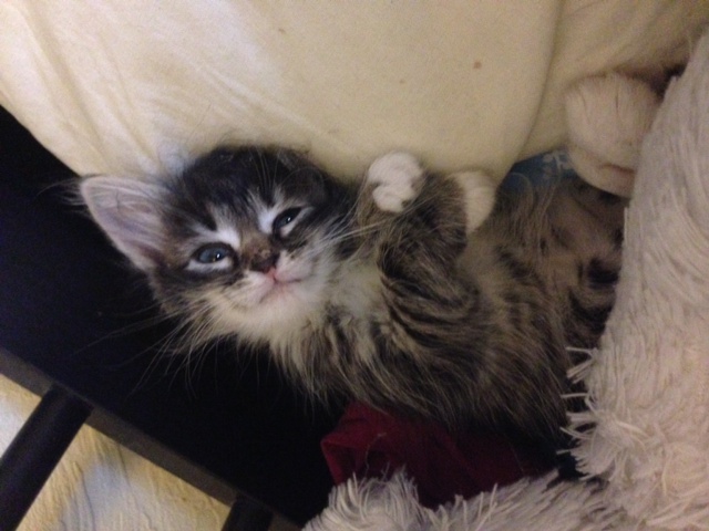 Котовторник 29.04.14.