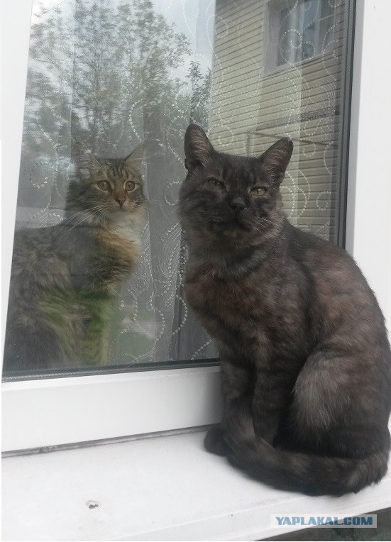 Котовторник 16.09.14