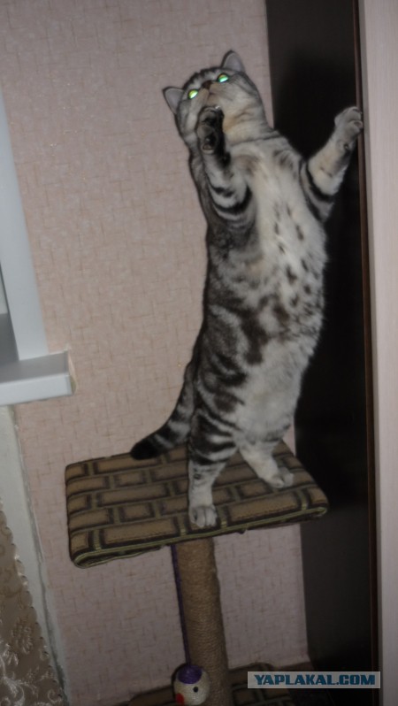Котовторник 2.12.14