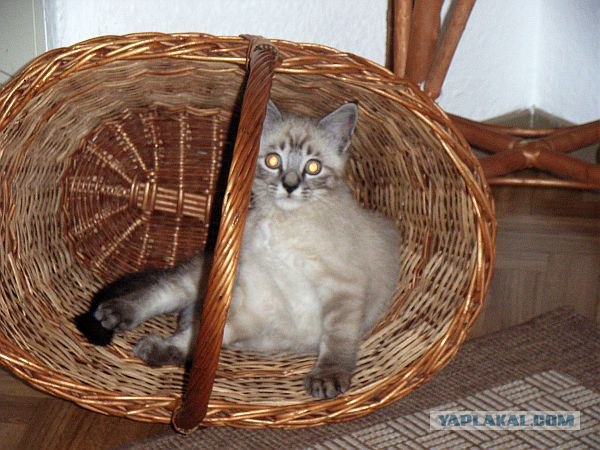 Ловушка для кошек
