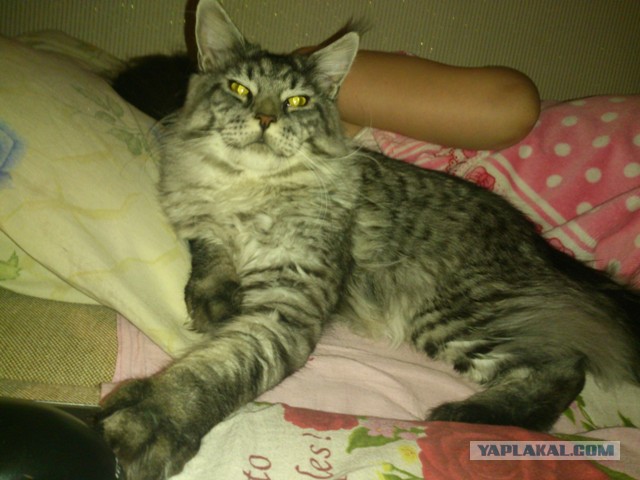 Котовторник 20.01.2015