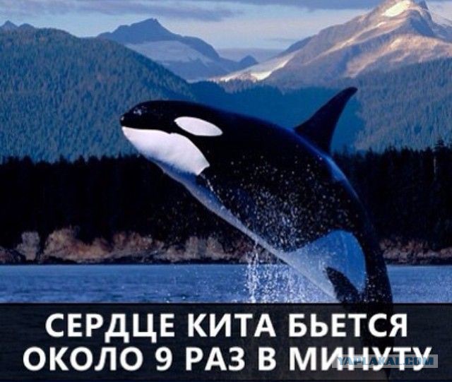 55 Интересных фактов.