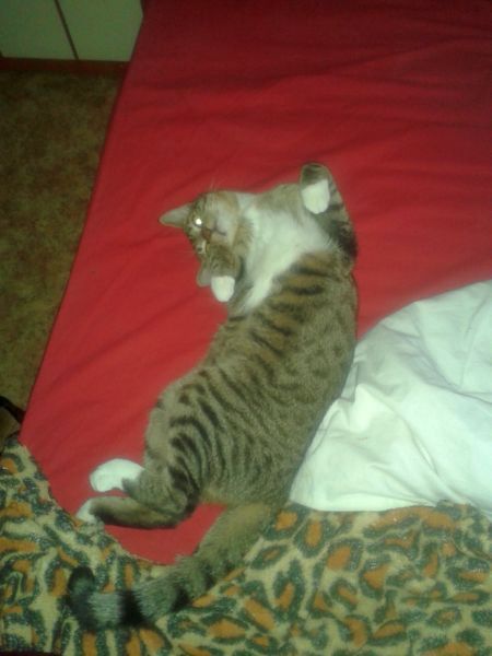 Котовторник