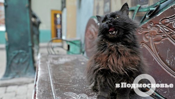 Главный кот Москвы