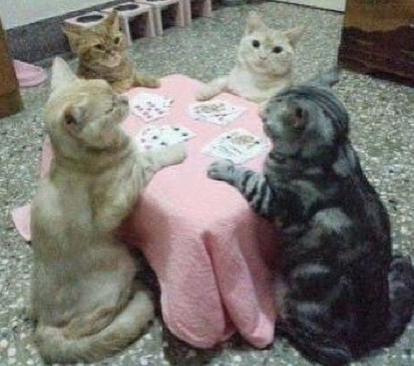 Котовторнику посвящается.