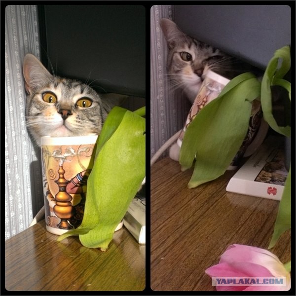 Котовторник 12.03.13