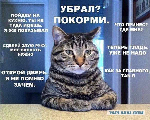 Вся суть котэ