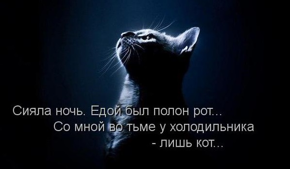 Котовторник 14.07.2015