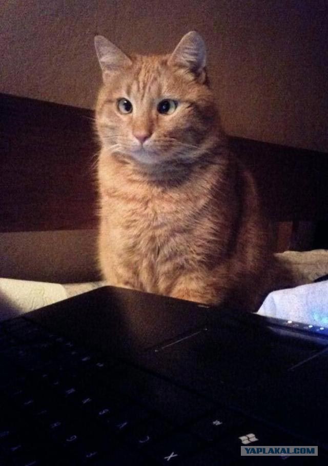 Котовторник