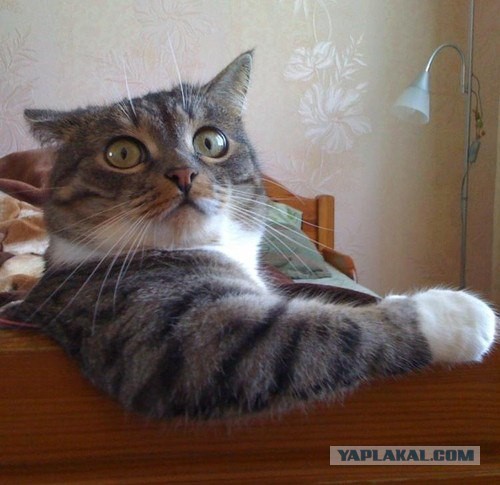 Короткий диалог с женой