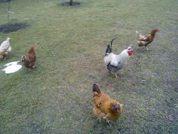 Последствия аномально теплой погоды в Москве