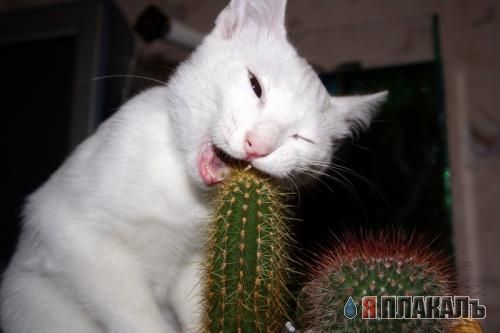 Коты, кошки, котята
