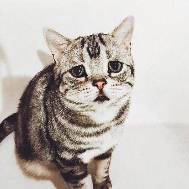 Коты из сети